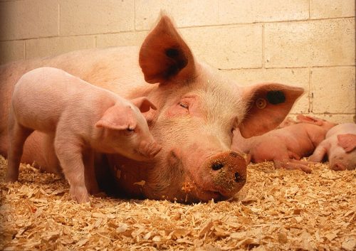 960px-Sow_and_five_piglets