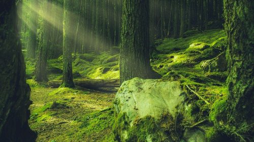 forest-1